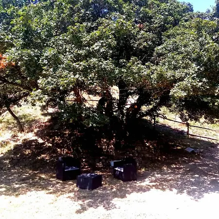 Di Alberi 4*