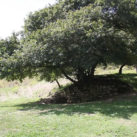 Di Alberi